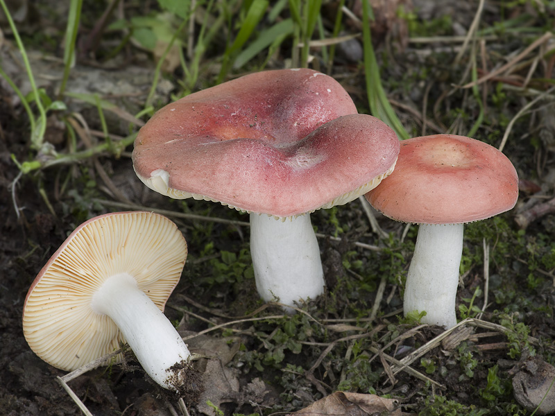 Russula melzeri